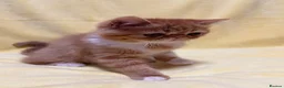 Persian cats for sale: Beautiful high quality Persian and Exotic kittens  - Advert 5