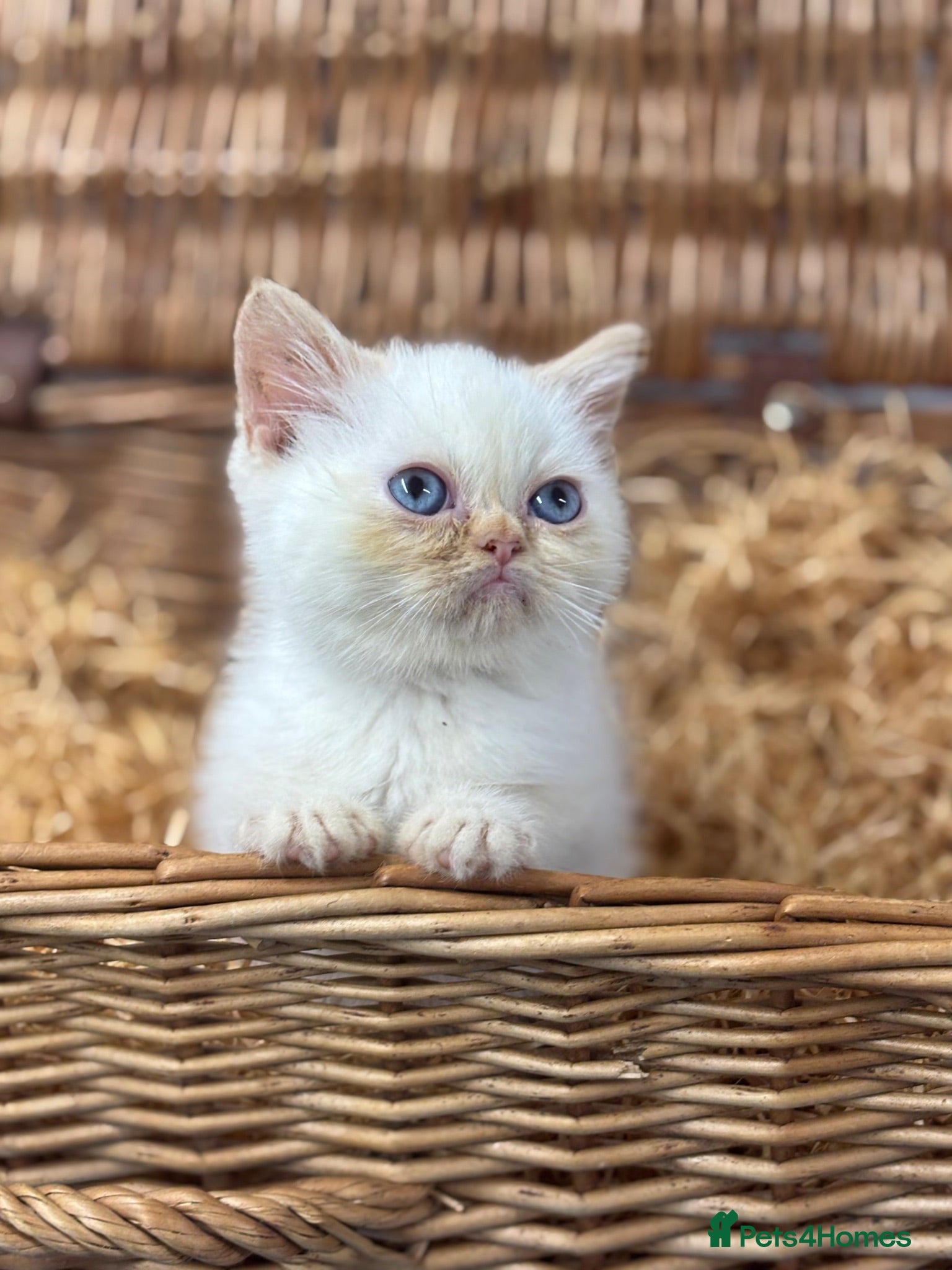 Exotic cats flame point exotic male - Advert 1