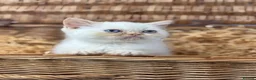 Exotic cats for sale: flame point exotic male - Advert 1