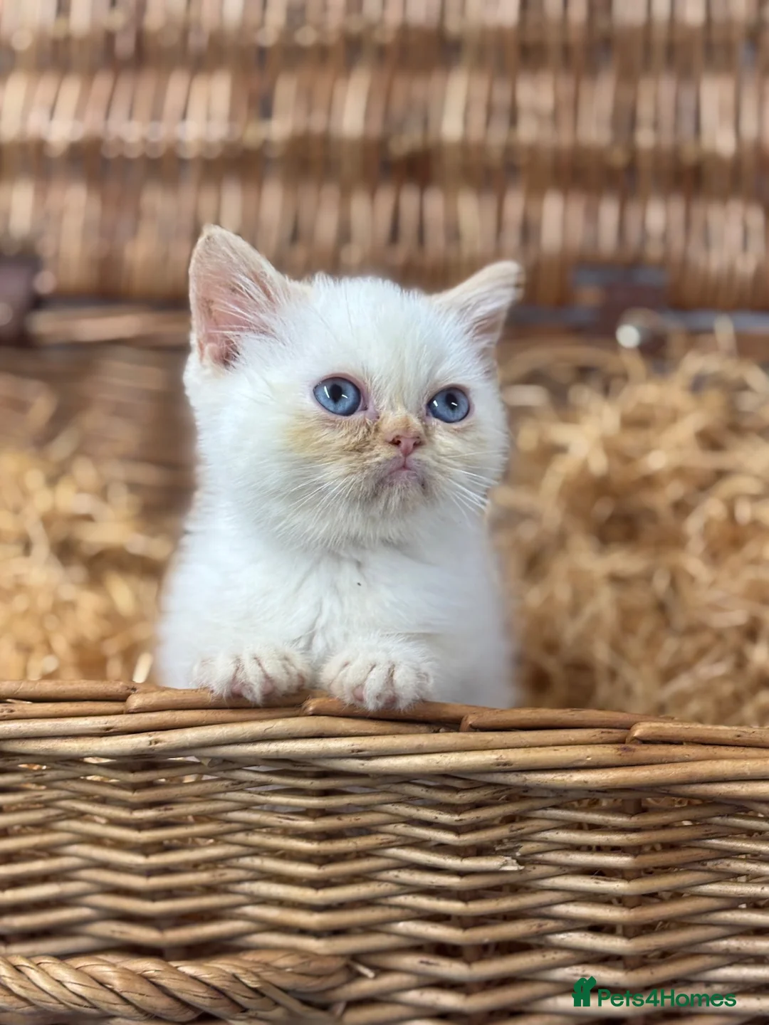 Exotic cats for sale: flame point exotic male - Advert 1