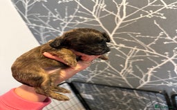 Cavapoo dogs for sale: F1b Cavapoos - Advert 4