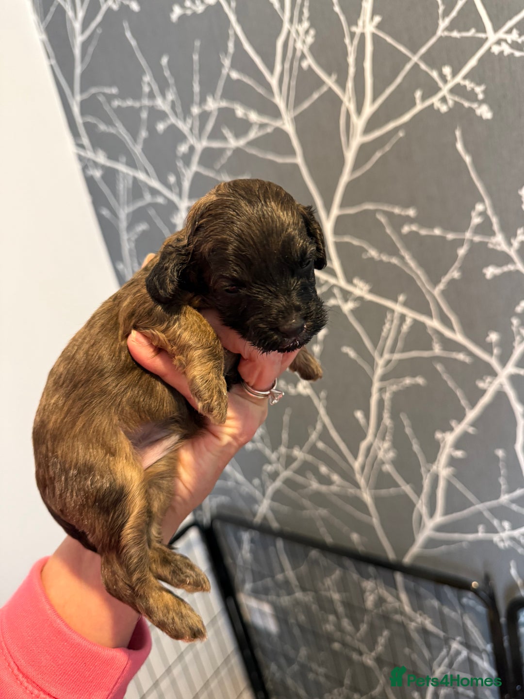 Cavapoo dogs for sale: F1b Cavapoos - Advert 4