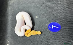 Python Snake reptiles for sale: Royal pythons from £60 - Image 5