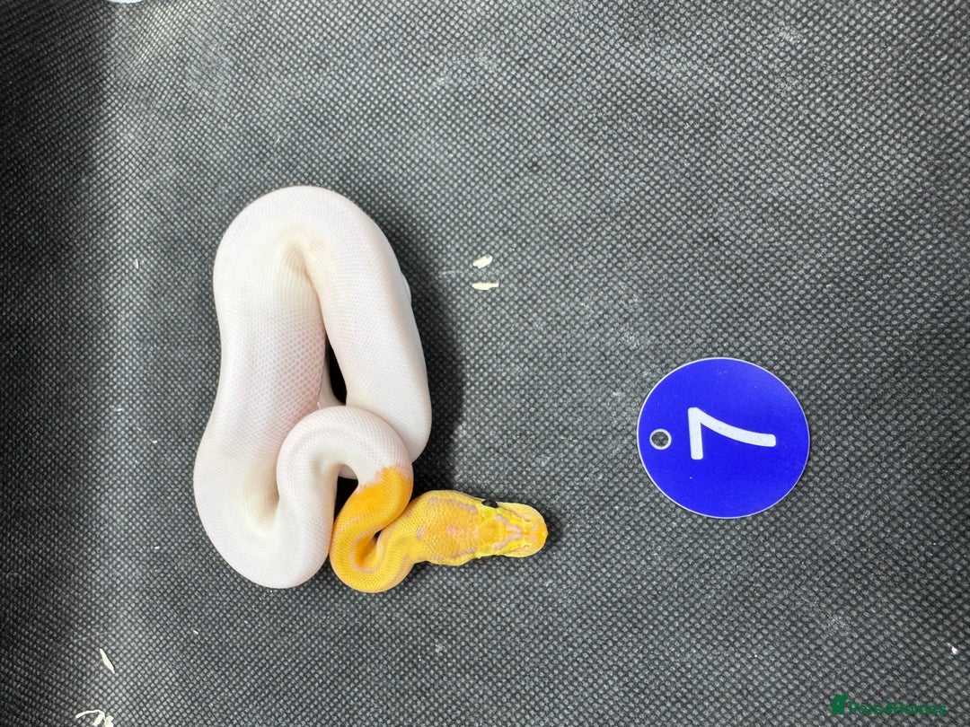 Python Snake reptiles for sale: Royal pythons from £60 - Image 5