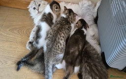 Scottish Fold cats for sale: TICA registered Scottish Fold ready to collect  - Image 14