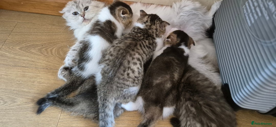 Scottish Fold cats for sale: TICA registered Scottish Fold ready to collect  - Image 14