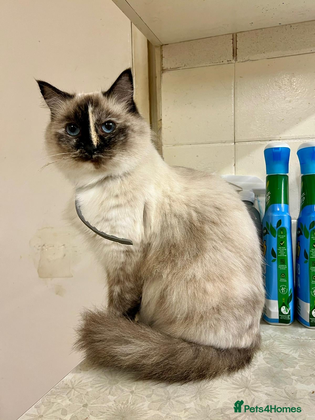Ragdoll cats Gorgeous Ragdoll-seal tortie kitten available  - Advert 1