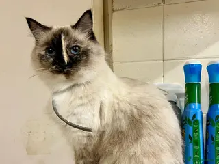 Ragdoll cats Gorgeous Ragdoll-seal tortie kitten available - Advert 4