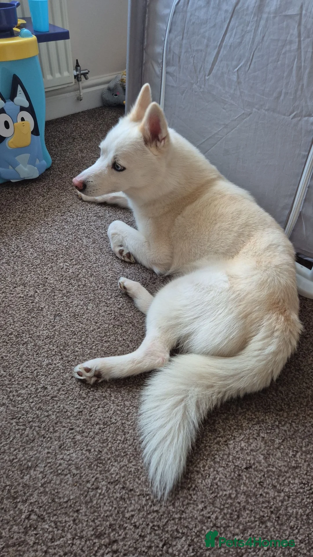 Pomsky dogs for sale: Pomsky for sale in Mansfield - Advert 2