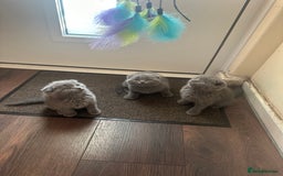 Scottish Fold cats for sale: Scottish fold - Image 1