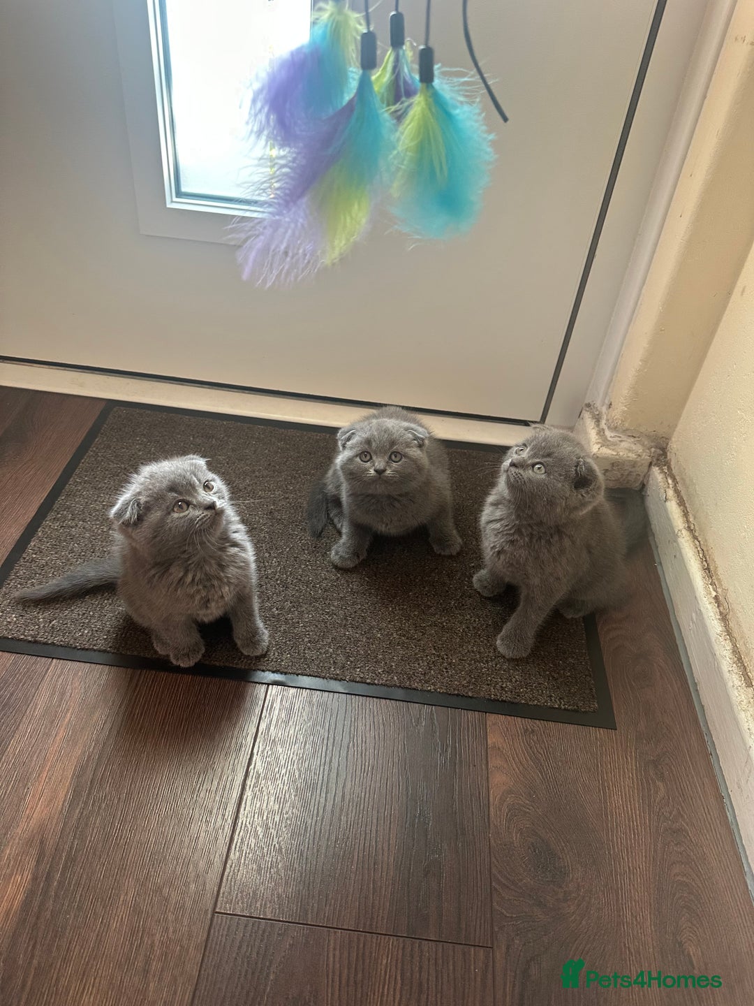 Scottish Fold cats for sale: Scottish fold - Image 1