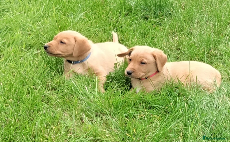 Labrador Retriever dogs - Advert 1