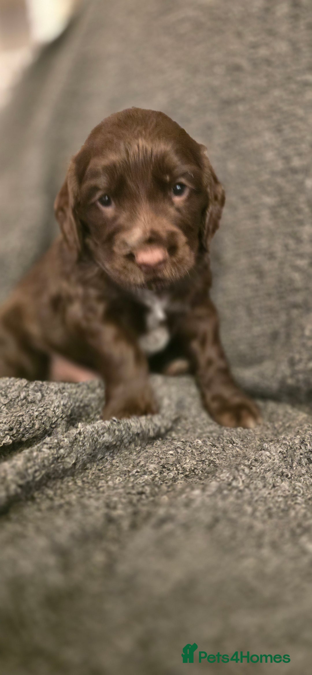 Cocker Spaniel dogs for sale: Cocker spaniel puppies for sale  - Advert 4
