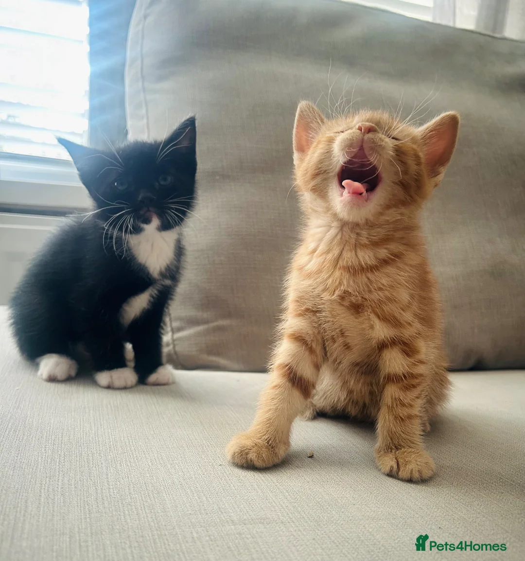 Domestic Shorthair cats for sale: Beautiful, well socialised playful kittens 🐾 - Advert 1