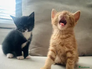 Domestic Shorthair cats Beautiful, well socialised playful kittens 🐾 - Advert 5