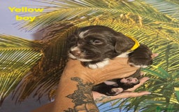 Sprocker dogs for sale: Beautiful Sproker pups for sale   - Image 18