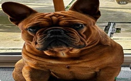 French Bulldog dogs for sale: French Bulldog puppies 3 girls and 3 boys - Image 21