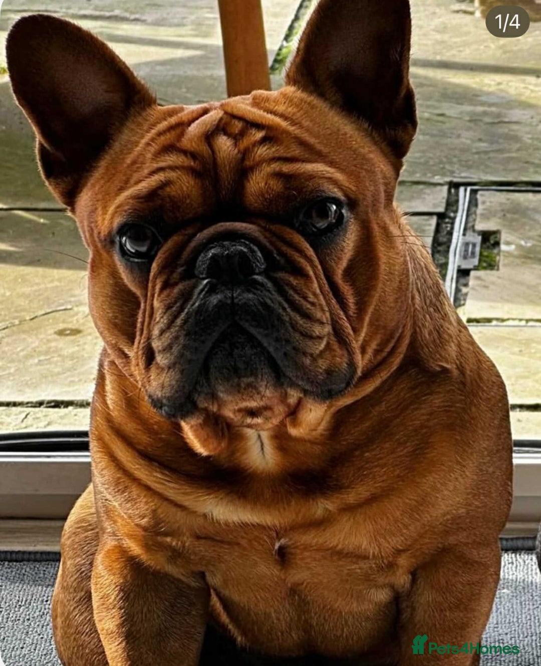 French Bulldog dogs for sale: French Bulldog puppies 3 girls and 3 boys - Image 21