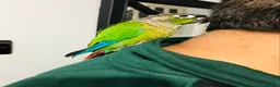 Conures birds for sale: Beautiful Hand Reared Green Cheek Conures for sale - Advert 4