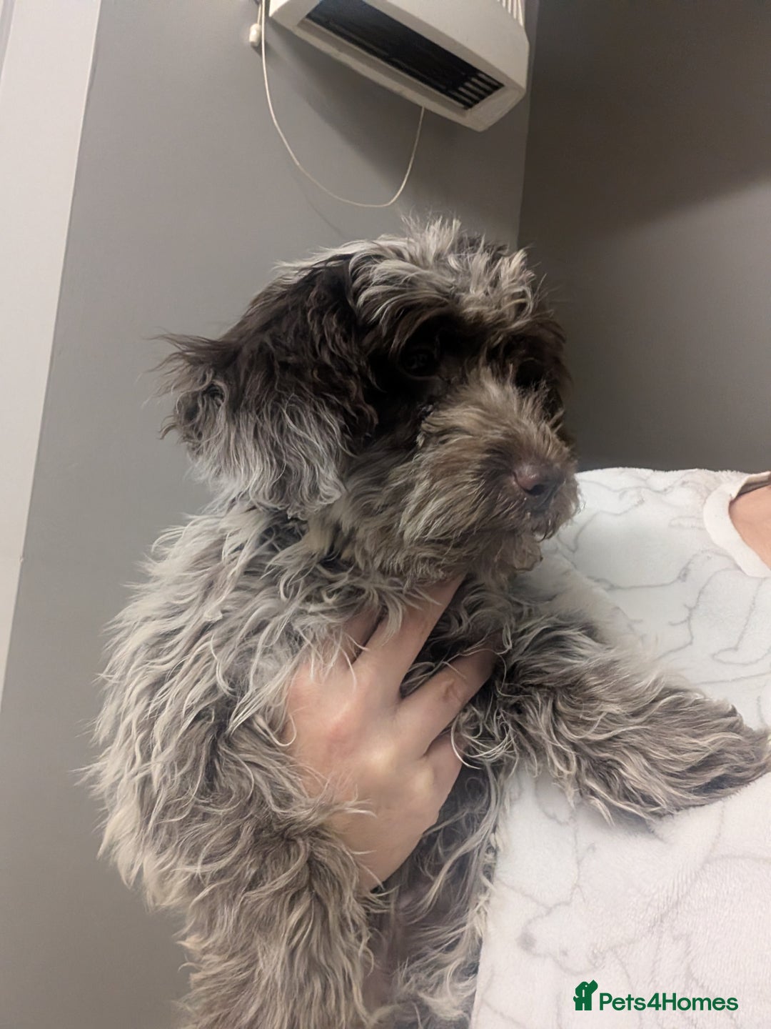 Cockapoo dogs for sale: Stunning chocolate roan Female F1 cockapoo  - Advert 8