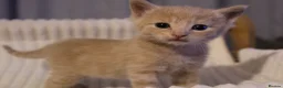 British Shorthair cats for sale: Stunning british short hair kittens 🐱  - Advert 5