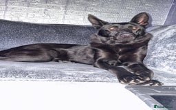 German Shepherd dogs for sale: Female German Shepherd - Image 3