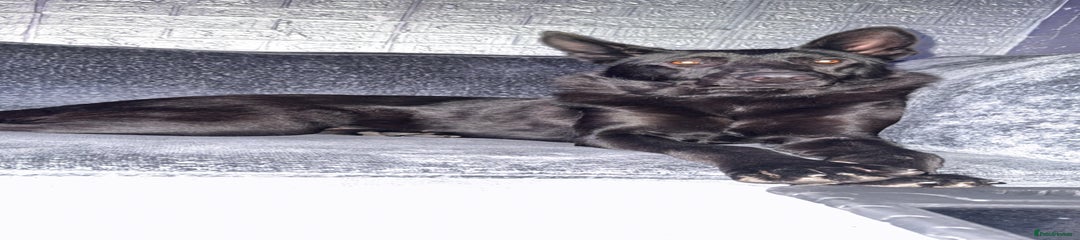 German Shepherd 