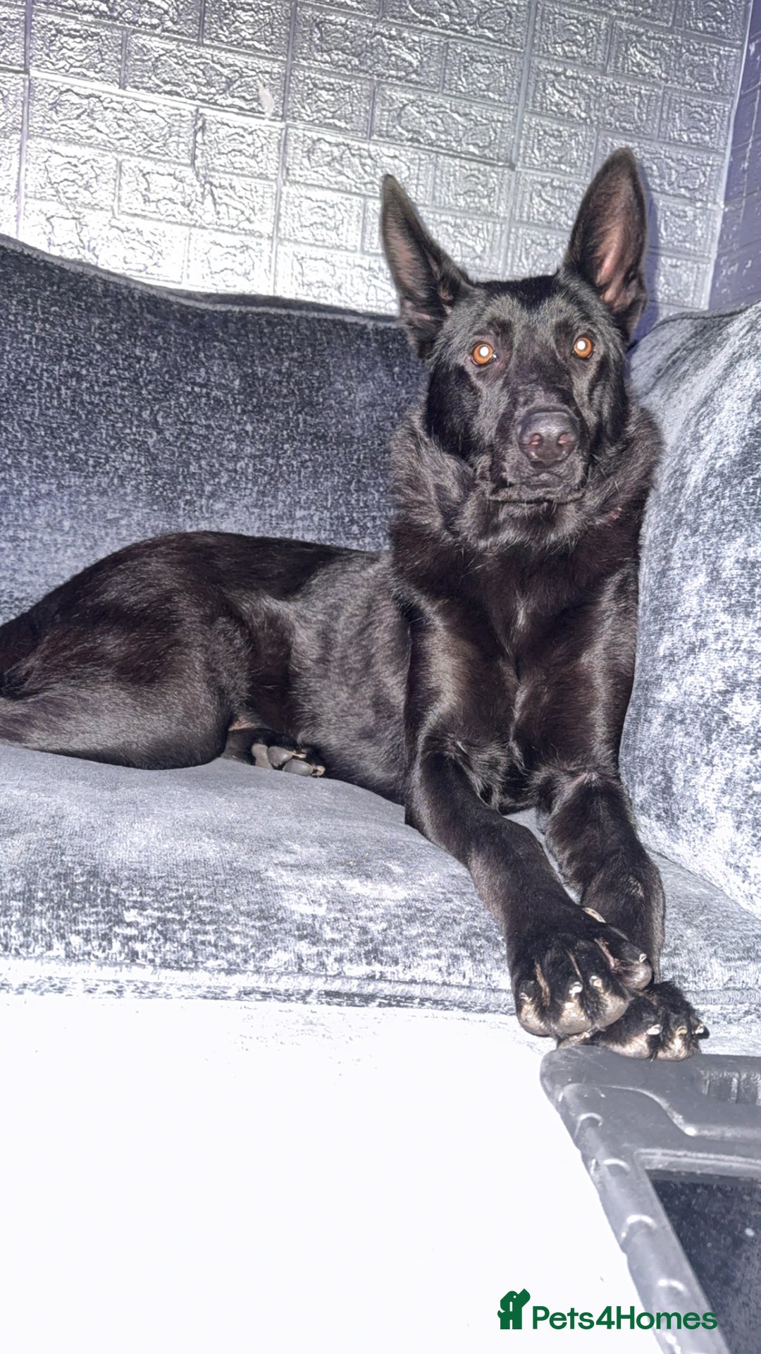 German Shepherd dogs for sale: Female German Shepherd - Image 3