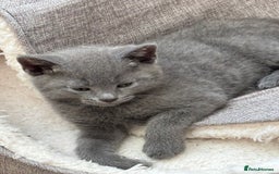 Mixed Breed cats for sale: Mix bread  - Image 14