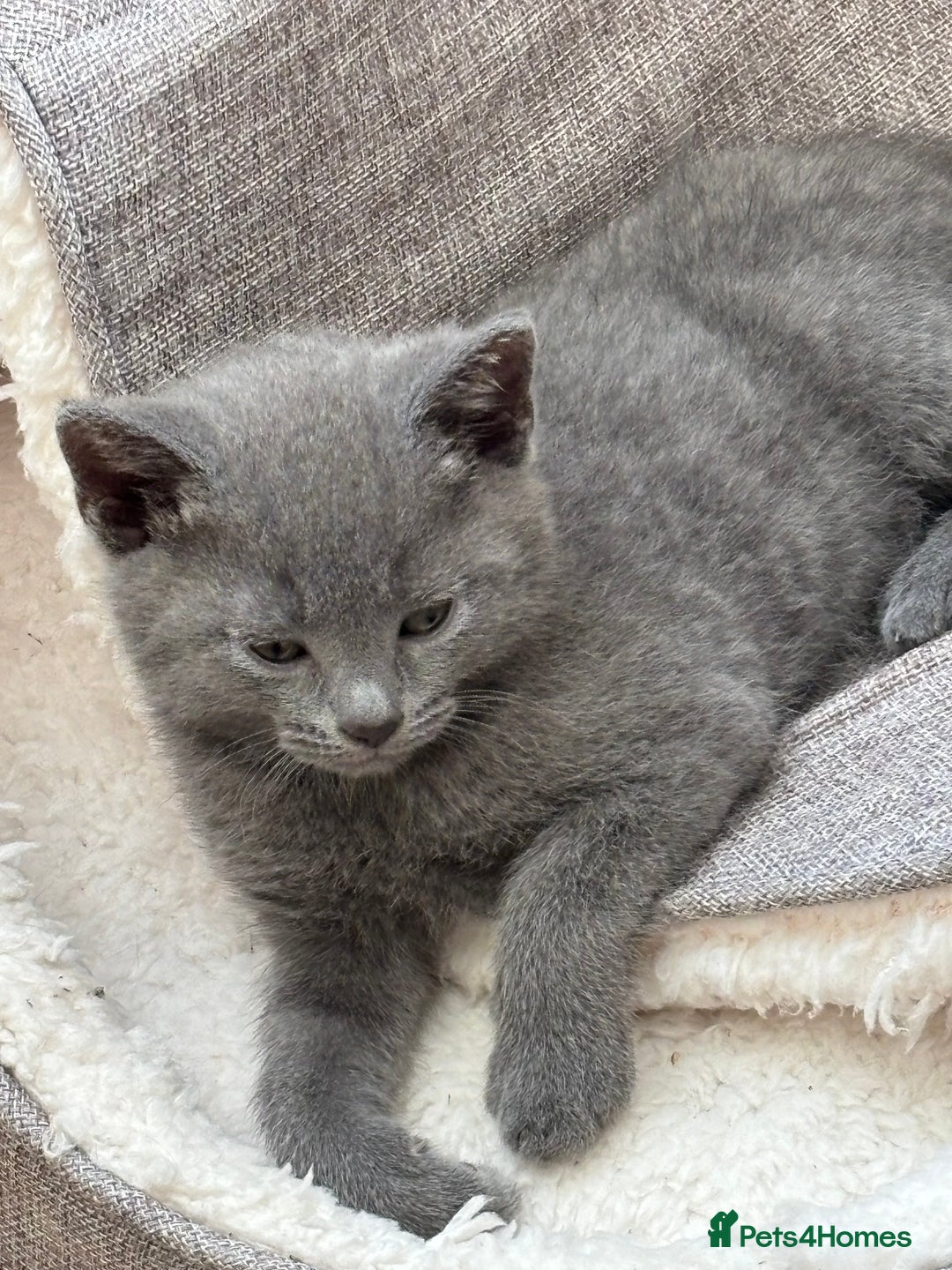 Mixed Breed cats for sale: Mix bread  - Image 14