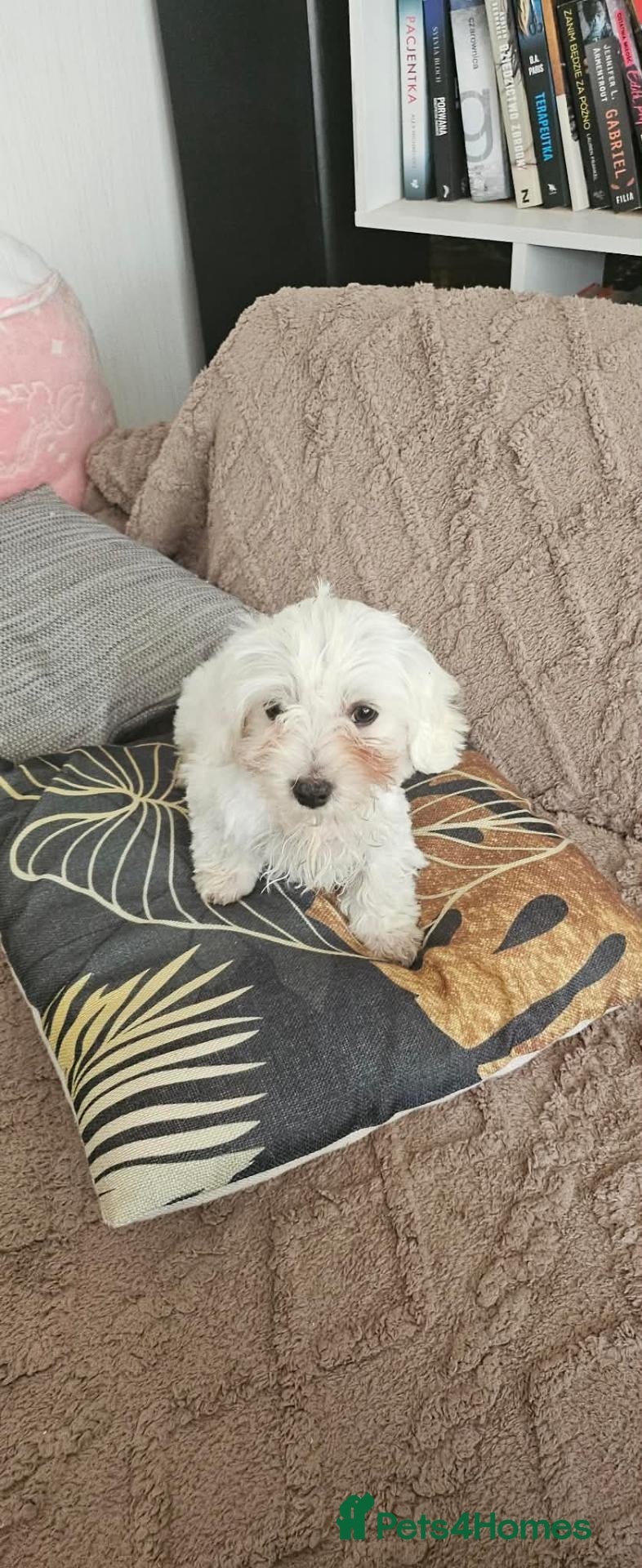 Maltese dogs Maltese Puppies Looking for Loving Forever Homes!  - Advert 11