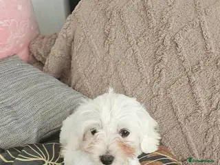 Maltese dogs Maltese Puppies Looking for Loving Forever Homes! - Advert 3