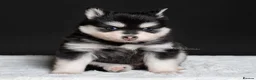 Pomsky dogs for sale: 5 girls and 3 boys are searching for 5 star homes - Advert 7