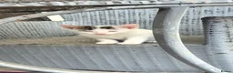 British Shorthair cats for sale: 2 gorgeous girl kittens for sale  in Basildon - Advert 4
