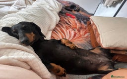 Miniature Dachshund dogs for sale: Miniature daschunds  - Image 13