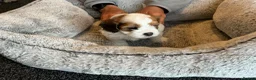 Mixed Breed dogs for sale: Havanese mix puppies in Thurso - Advert 4