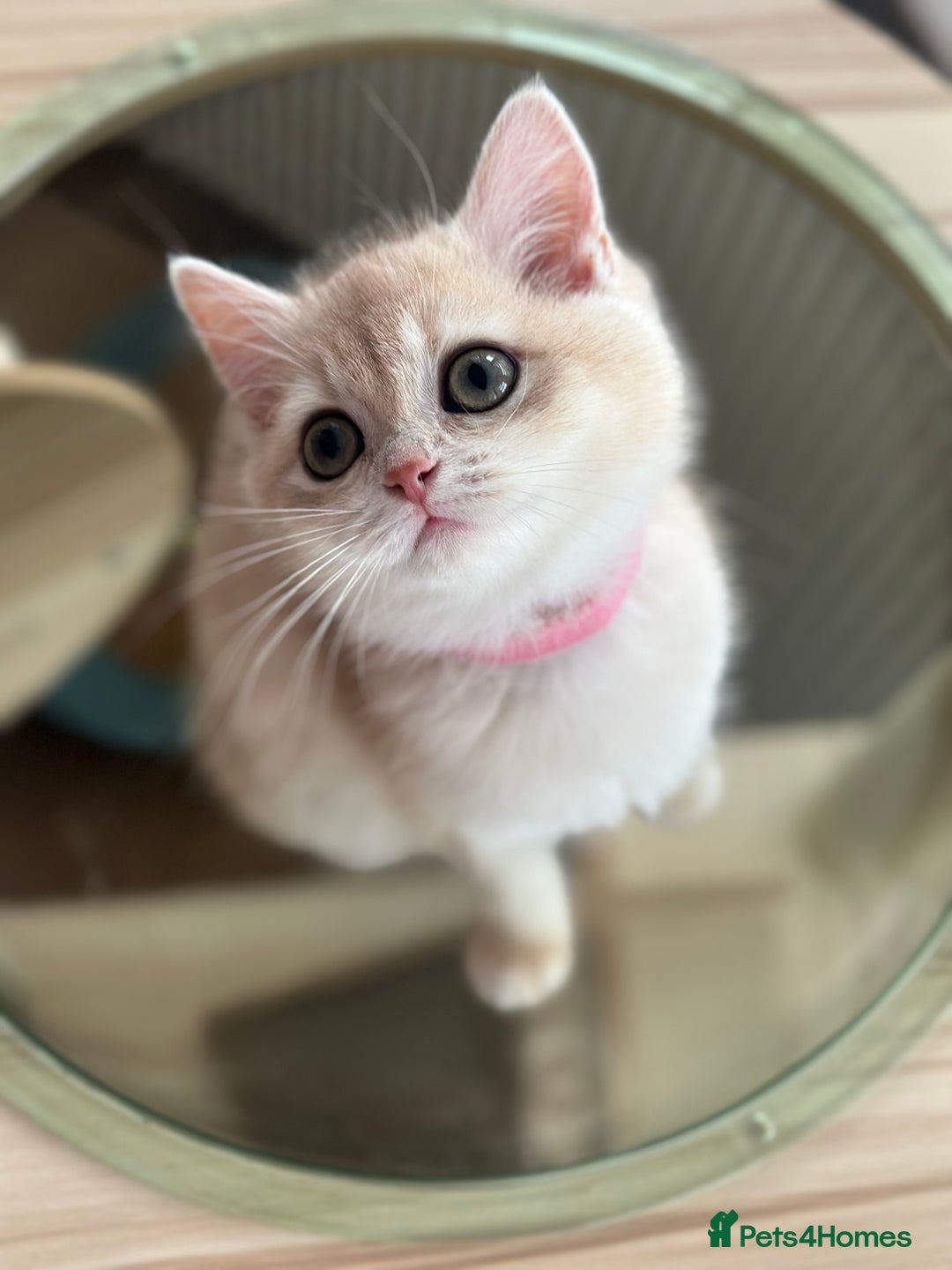 British Shorthair cats for sale: ‼️READY NOW‼️ 2 kittens left  - Advert 20