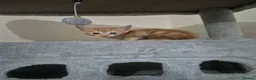 Arabian Mau cats for sale: Gorgeous kittens  - Advert 2