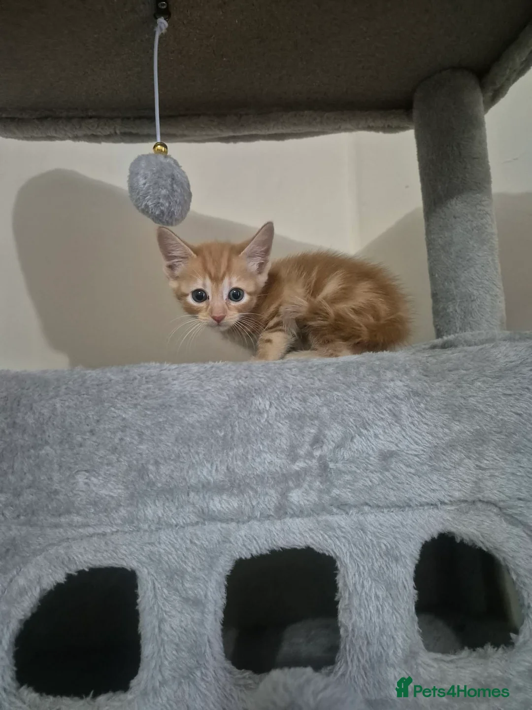 Arabian Mau cats for sale: Gorgeous kittens  - Advert 2