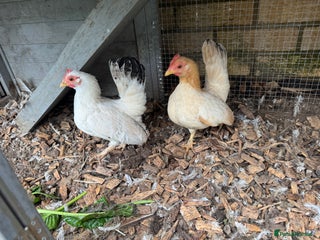 Chickens poultry 2 Female Serama Chickens + Nearly-New Grey Coop - Advert 1