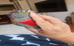Conures birds for sale: Crimson-Bellied Green Cheek Conure - Image 4