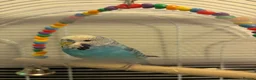 Budgerigars birds for sale: 2 budgies - Advert 4