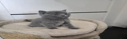 British Shorthair cats for sale: British shorthair for sale - Advert 4