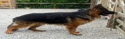 German Shepherd dogs for sale: Make Black and Tan German shepherd for sale  - Advert 4