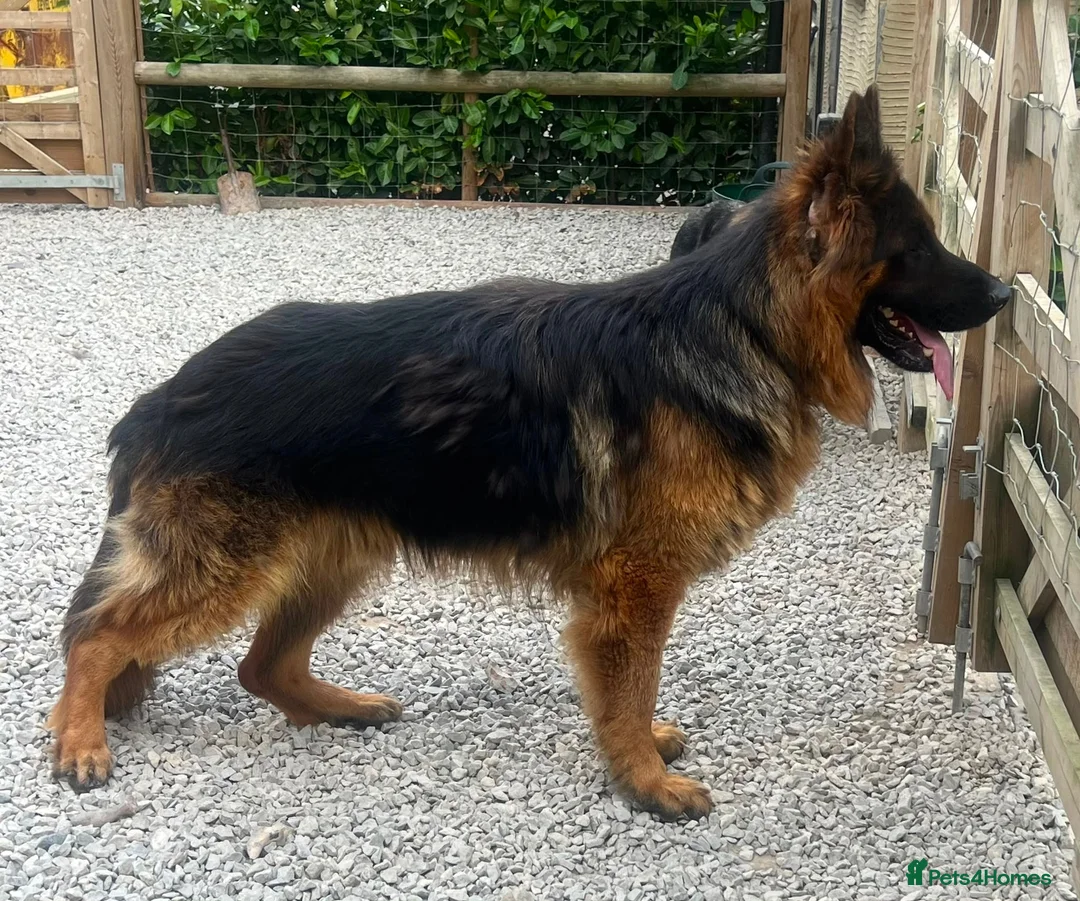 German Shepherd dogs for sale: Make Black and Tan German shepherd for sale  - Advert 4