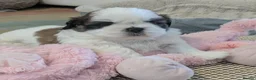 Shih Tzu dogs for sale: Stunning shih Tzu puppies - Advert 4