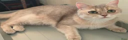 British Shorthair cats for sale: TICA Black Golden Shaded/Bicolor BSH Girl💚 - Advert 5