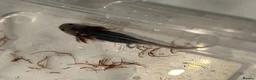 Axolotl reptiles for sale: 12 Axolotls ready to go 3 months old  - Advert 13