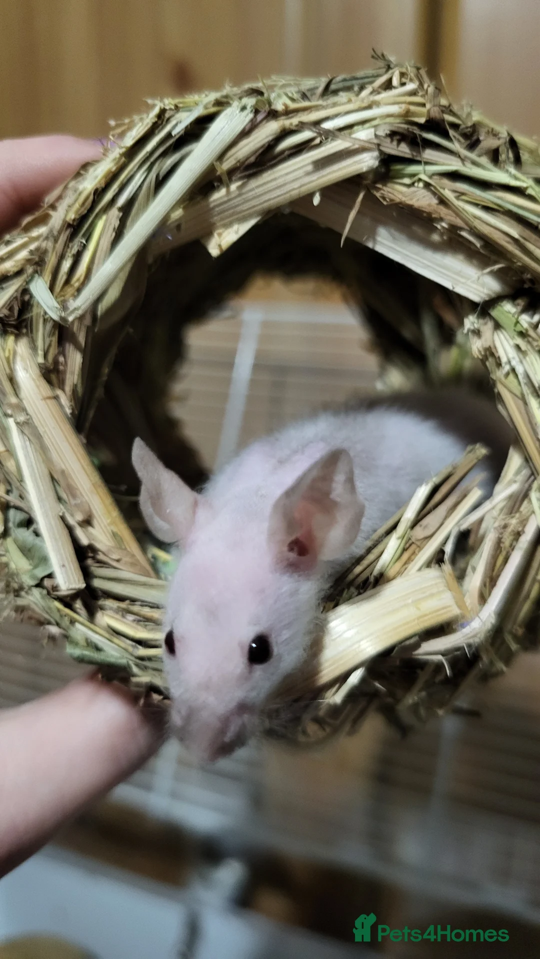 Mouse rodents for sale: Male Mice - Advert 2