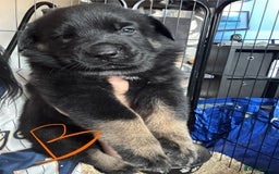 Mixed Breed dogs for sale: Shepweiler puppies READY TO RESERVE! - Image 9